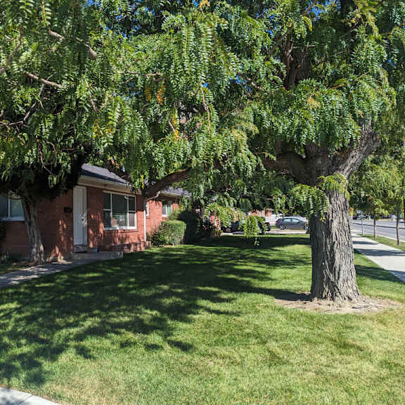 a tree with green leaves is in front of a red brick house.