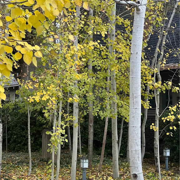 a row of trees with yellow leaves.