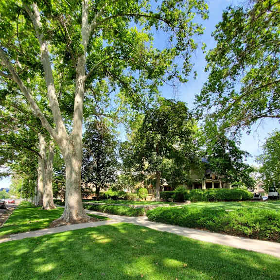 a tree-lined pathway in a park.