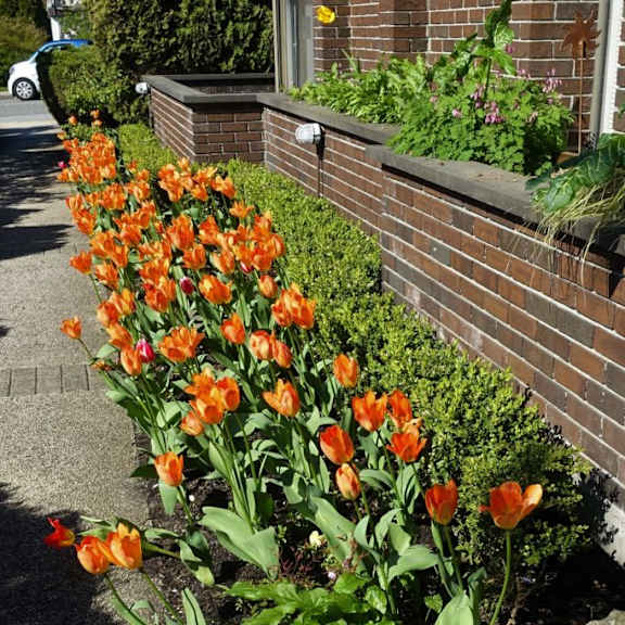 a row of orange tulips in a flower bed next to a brick wall