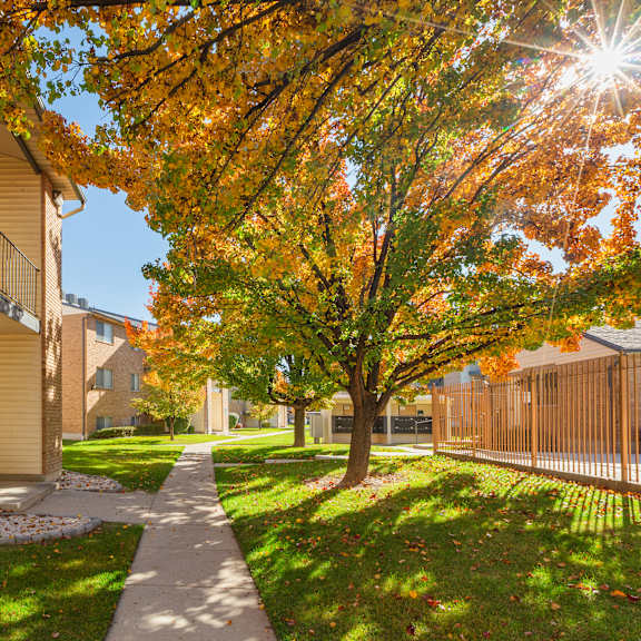 a tree with orange leaves is in the foreground of a sunny residential street.