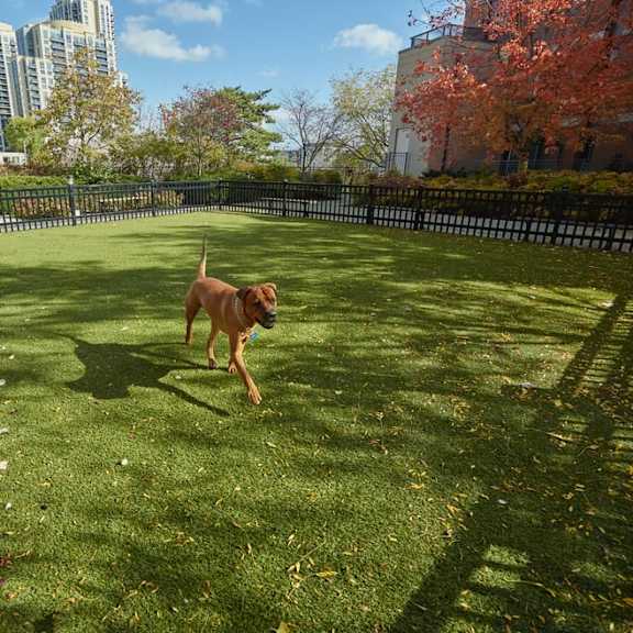 a dog running in a dog park