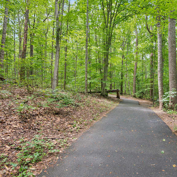 a paved trail winds through a forest of tall trees.