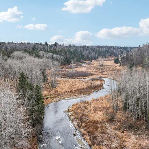 a river flows through a forest of leafless trees.