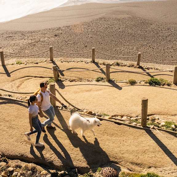 two people walking a dog on the beach