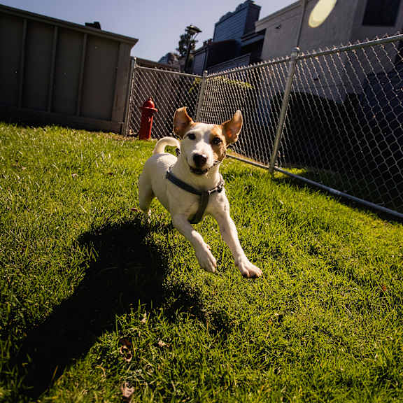 a brown and white dog running in the grass