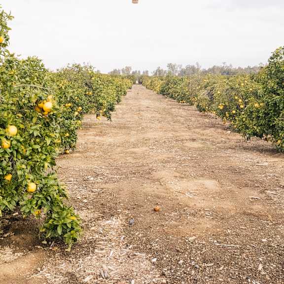 a hot air balloon flying over a dirt road and orange trees at arrive temecula, california ,92591