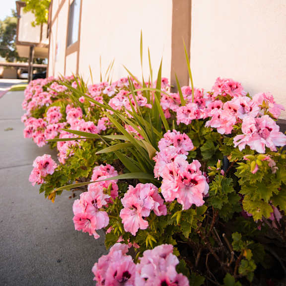a planter filled with pink flowers next to a building at oak park apartments, california