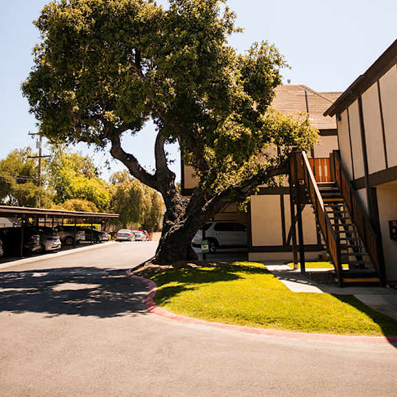 a tree in the middle of a street next to a building at oak park apartments, california, 93463