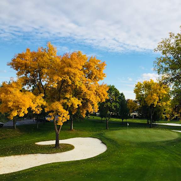a tree with yellow leaves is in the middle of a grassy area.