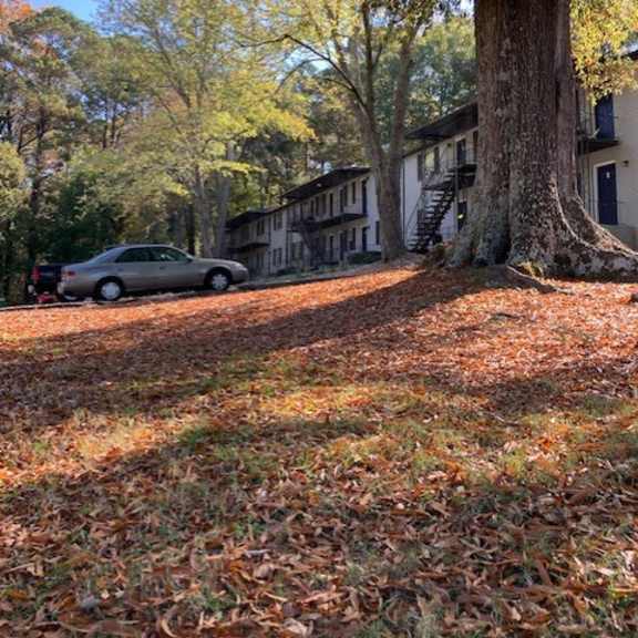 a car parked next to a tree in a yard