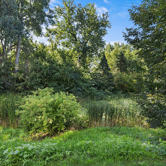 a lush green forest with a clear blue sky above.