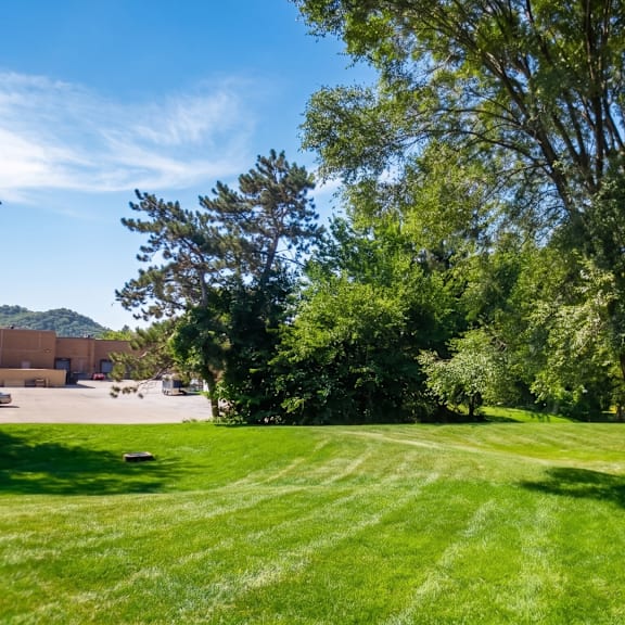 a tree stands in a grassy field with a building in the background.