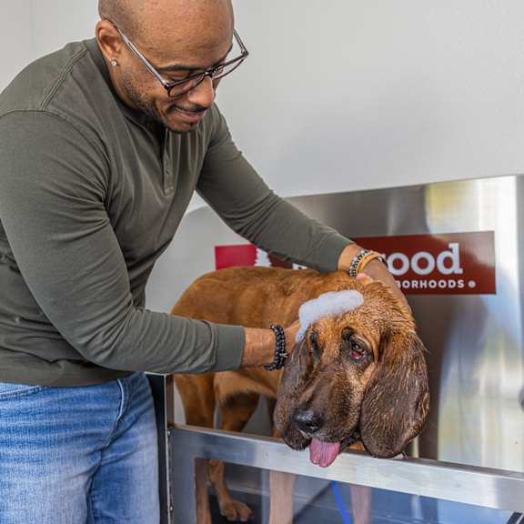 a man is grooming a dog in a grooming station.