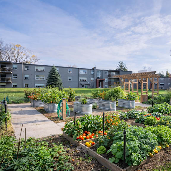 a garden with a variety of vegetables and fruits growing in raised beds.