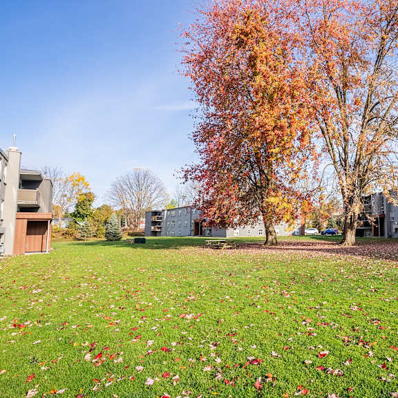 a grassy field with a tree with orange leaves in front of the oakland apartment buildings.