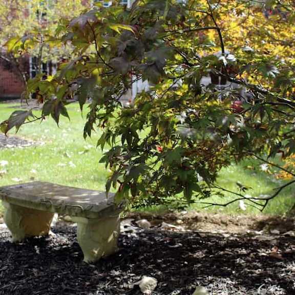 a stone bench is situated under a tree with green leaves.