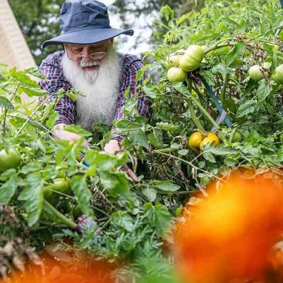 a man with a white beard and a blue hat is tending to a garden with green tomatoes.
