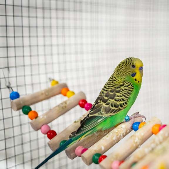 a parakeet is perched on a bead-covered stick.