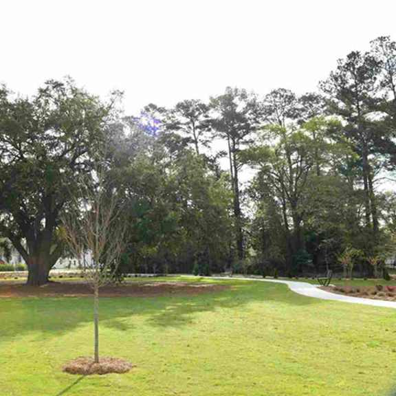 a tree stands alone in a grassy field.