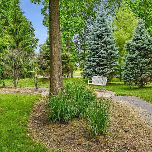 a bench is situated in the middle of a grassy area with a tree behind it.