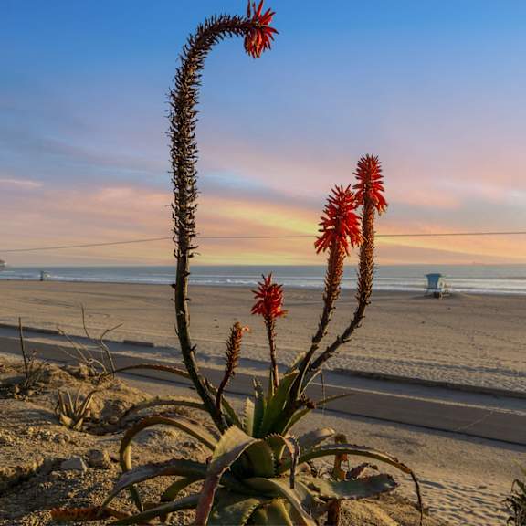 beach view at ocean breeze terrace apartment, huntington beach