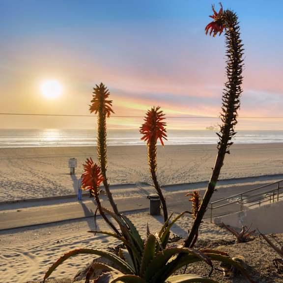 a sunset view with a plant in the foreground at ocean breeze terrace apartment, california