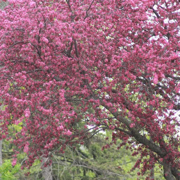 a tree with pink blossoms in the foreground.at alder creek apartments, vancouver washington