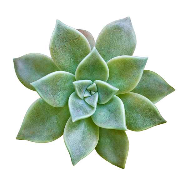 A green succulent plant with a rosette of fleshy leaves.