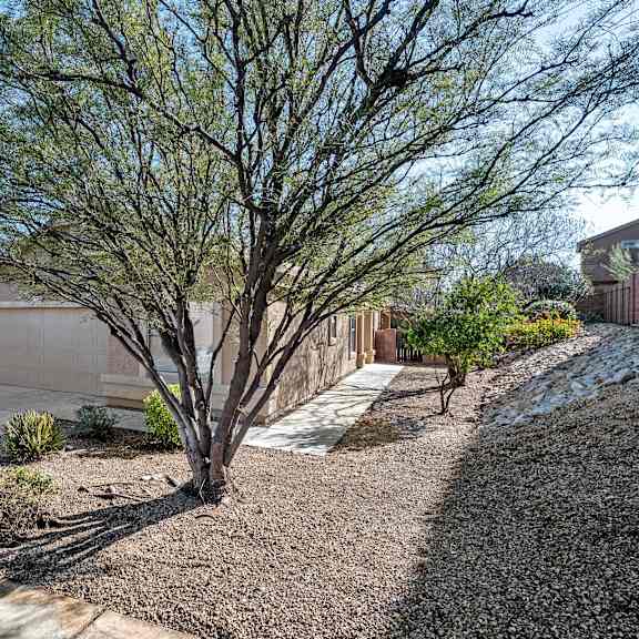 a tree in the front yard of a house