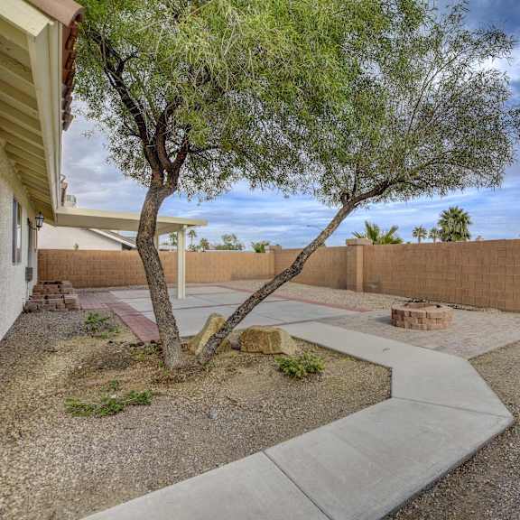 a tree in a yard with a concrete walkway.