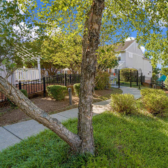 a tree in a grassy area with a sidewalk and a fence.