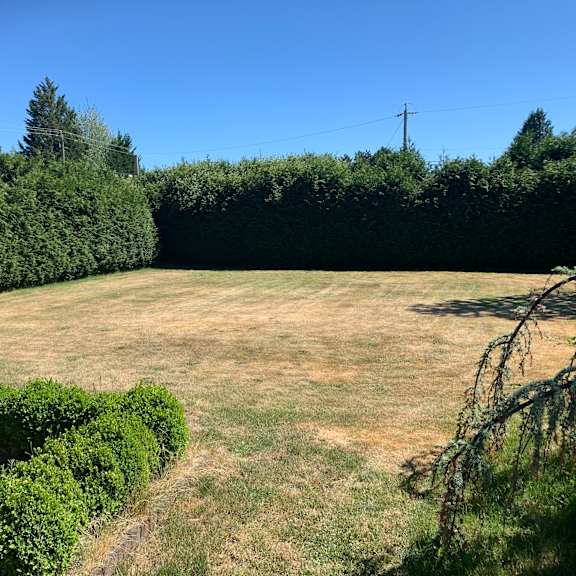 a field with a hedge and a telephone pole in the background.