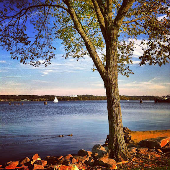tree stands in front of a water body  at the graham at southern towers, alexandria, va