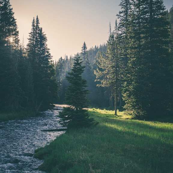 a river flows through a forest with sunlight filtering through the trees.