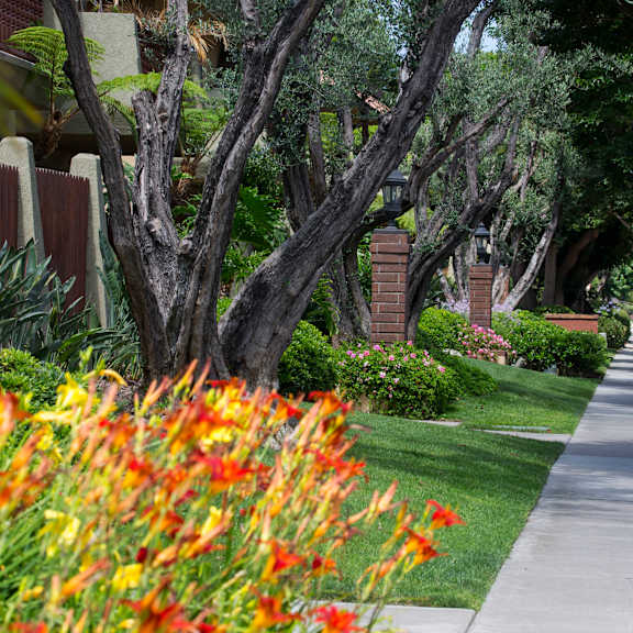 a sidewalk runs down a tree-lined street.