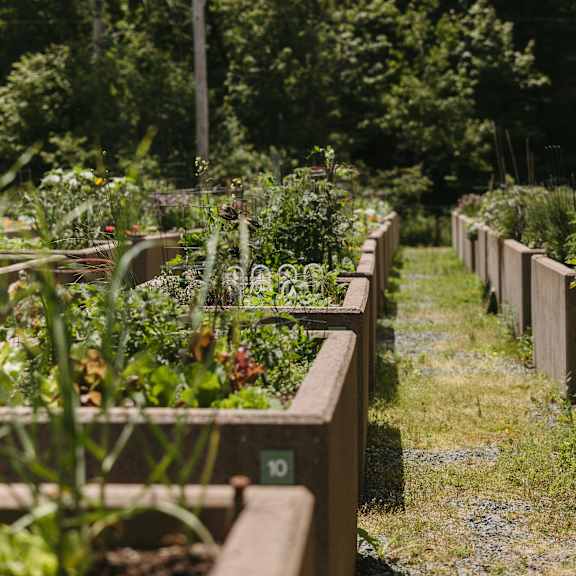 a garden with a wooden fence and a variety of plants.
