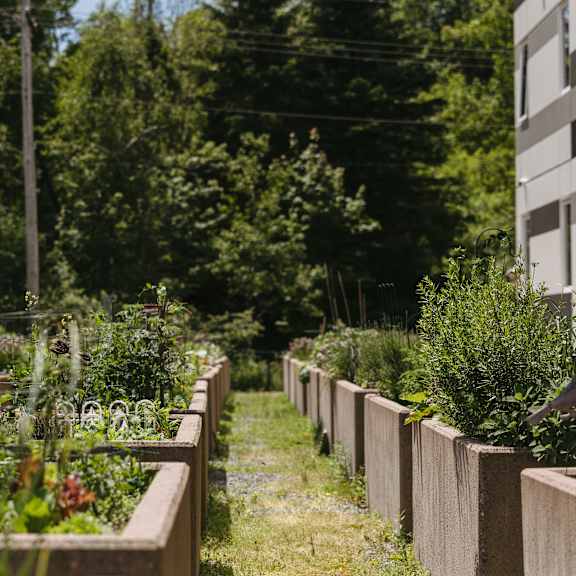 a garden with a fence and green plants.