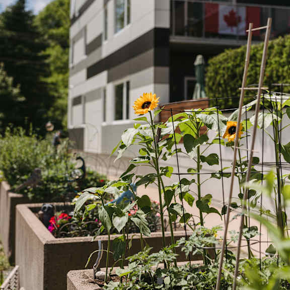 sunflowers and other plants grow in a planter in front of a building with a canadian flag.