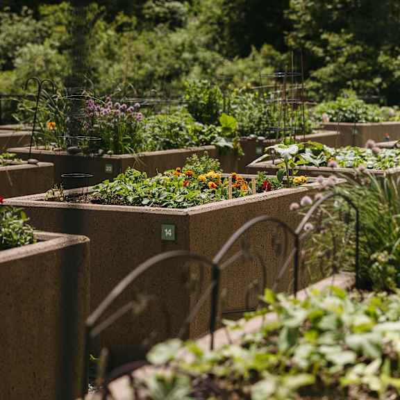 a garden with raised beds filled with plants and flowers.