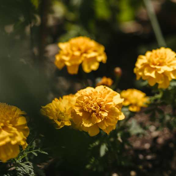 three yellow flowers in the sunlight.