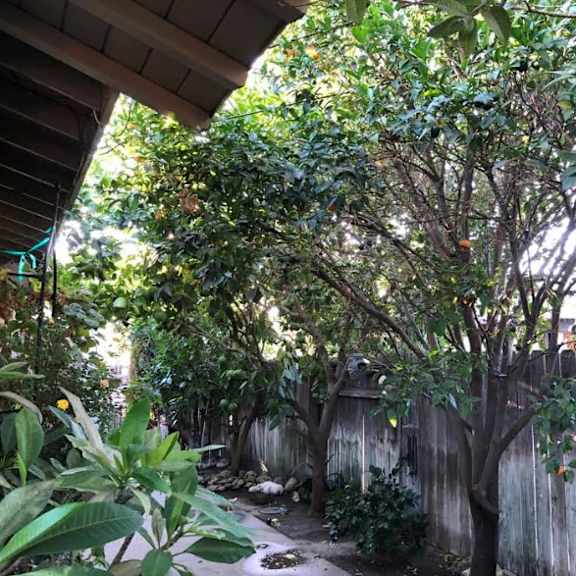 a tree with green leaves is in the backyard.
