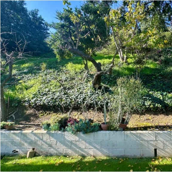 a garden with a white wall and a tree in the middle.
