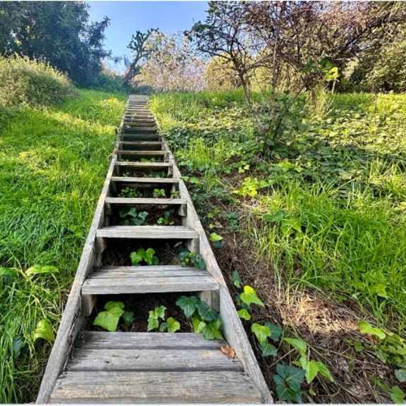 a wooden staircase in the middle of a grassy field.