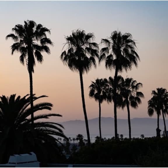 a group of palm trees silhouetted against a sunset sky.