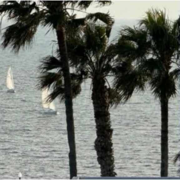 a group of sailboats are sailing in the ocean near some palm trees.