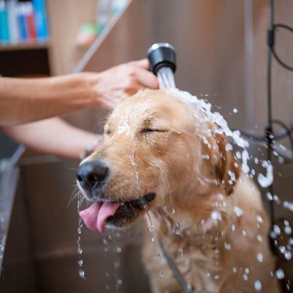 a dog is being bathed with water running from a hose.