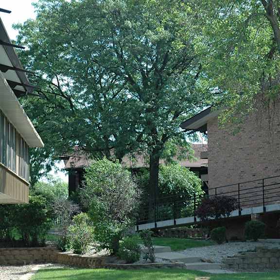 a tree in front of a building with a stone wall.