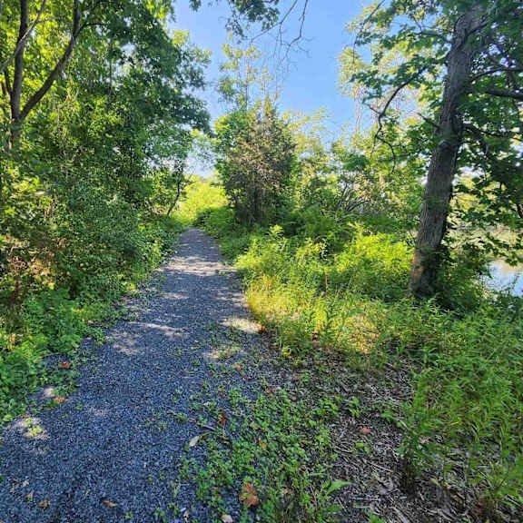 a gravel path winds through a lush green forest.
