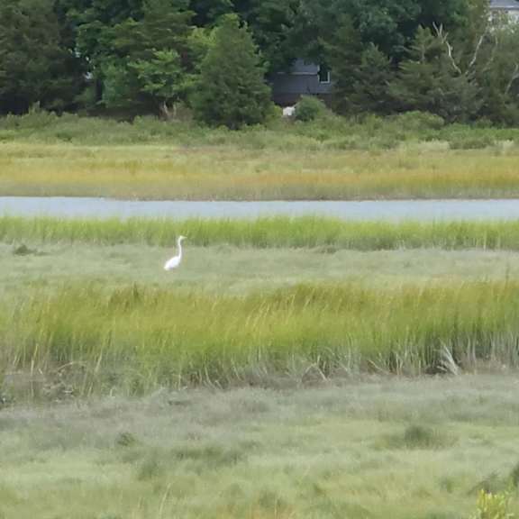 a white bird is standing in the grass.